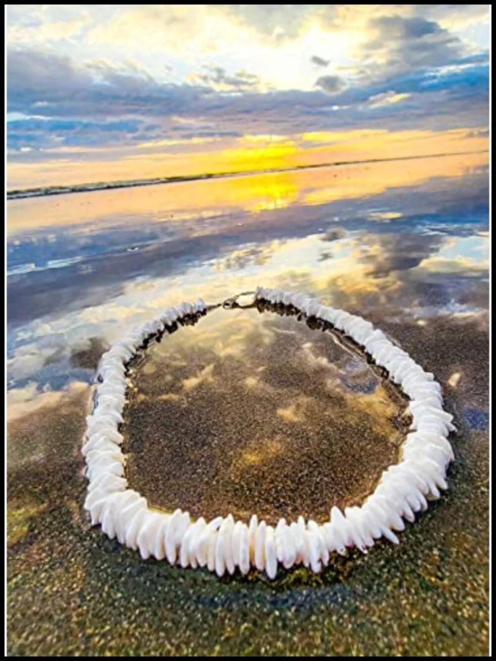 Puka Chip Shells Necklace - 16